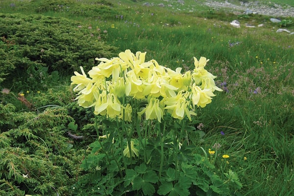 tourhub | Travel Editions | Alpine Wildflowers of Bulgaria Tour 