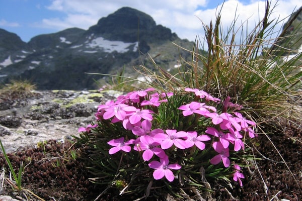 tourhub | Travel Editions | Alpine Wildflowers of Bulgaria Tour 