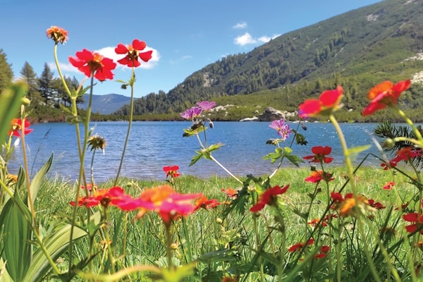 tourhub | Travel Editions | Alpine Wildflowers of Bulgaria Tour 