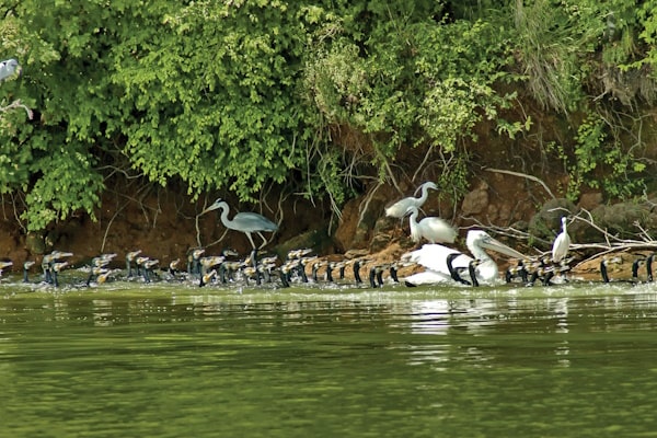 tourhub | Travel Editions | Flowers And Wildlife Of Northern Greece Tour 