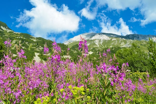 tourhub | Travel Editions | Alpine Wildflowers of Bulgaria Tour 